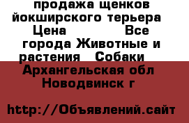 продажа щенков йокширского терьера › Цена ­ 25 000 - Все города Животные и растения » Собаки   . Архангельская обл.,Новодвинск г.